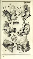 An illustration from Steph. Blancardi Anatomia reformata, sive, Concinna corporis humani dissectio, ad neotericorum mentem adornata ... : accedit ejusdem authoris De balsamatione nova methodus, à nemine antehac similiter descripta (1695)