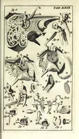 An illustration from Steph. Blancardi Anatomia reformata, sive, Concinna corporis humani dissectio, ad neotericorum mentem adornata ... : accedit ejusdem authoris De balsamatione nova methodus, à nemine antehac similiter descripta (1695)