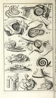 An illustration from Steph. Blancardi Anatomia reformata, sive, Concinna corporis humani dissectio, ad neotericorum mentem adornata ... : accedit ejusdem authoris De balsamatione nova methodus, à nemine antehac similiter descripta (1695)