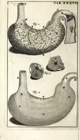 An illustration from Steph. Blancardi Anatomia reformata, sive, Concinna corporis humani dissectio, ad neotericorum mentem adornata ... : accedit ejusdem authoris De balsamatione nova methodus, à nemine antehac similiter descripta (1695)
