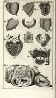 An illustration from Steph. Blancardi Anatomia reformata, sive, Concinna corporis humani dissectio, ad neotericorum mentem adornata ... : accedit ejusdem authoris De balsamatione nova methodus, à nemine antehac similiter descripta (1695)