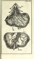An illustration from Steph. Blancardi Anatomia reformata, sive, Concinna corporis humani dissectio, ad neotericorum mentem adornata ... : accedit ejusdem authoris De balsamatione nova methodus, à nemine antehac similiter descripta (1695)