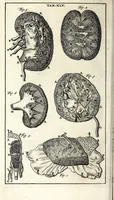 An illustration from Steph. Blancardi Anatomia reformata, sive, Concinna corporis humani dissectio, ad neotericorum mentem adornata ... : accedit ejusdem authoris De balsamatione nova methodus, à nemine antehac similiter descripta (1695)