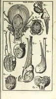 An illustration from Steph. Blancardi Anatomia reformata, sive, Concinna corporis humani dissectio, ad neotericorum mentem adornata ... : accedit ejusdem authoris De balsamatione nova methodus, à nemine antehac similiter descripta (1695)