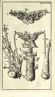 An illustration from Steph. Blancardi Anatomia reformata, sive, Concinna corporis humani dissectio, ad neotericorum mentem adornata ... : accedit ejusdem authoris De balsamatione nova methodus, à nemine antehac similiter descripta (1695)
