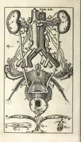 An illustration from Steph. Blancardi Anatomia reformata, sive, Concinna corporis humani dissectio, ad neotericorum mentem adornata ... : accedit ejusdem authoris De balsamatione nova methodus, à nemine antehac similiter descripta (1695)