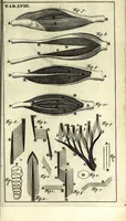 An illustration from Steph. Blancardi Anatomia reformata, sive, Concinna corporis humani dissectio, ad neotericorum mentem adornata ... : accedit ejusdem authoris De balsamatione nova methodus, à nemine antehac similiter descripta (1695)