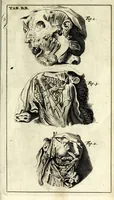 An illustration from Steph. Blancardi Anatomia reformata, sive, Concinna corporis humani dissectio, ad neotericorum mentem adornata ... : accedit ejusdem authoris De balsamatione nova methodus, à nemine antehac similiter descripta (1695)
