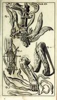 An illustration from Steph. Blancardi Anatomia reformata, sive, Concinna corporis humani dissectio, ad neotericorum mentem adornata ... : accedit ejusdem authoris De balsamatione nova methodus, à nemine antehac similiter descripta (1695)