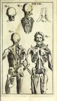 An illustration from Steph. Blancardi Anatomia reformata, sive, Concinna corporis humani dissectio, ad neotericorum mentem adornata ... : accedit ejusdem authoris De balsamatione nova methodus, à nemine antehac similiter descripta (1695)