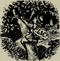 Picture 2 of 95 from The stereoscope and stereoscopic photography (1890), leaf 7