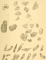 An illustration from The Stethoscope : a monthly journal of medicine and the collateral sciences (1854)