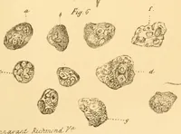 Picture 10 of 13 from The Stethoscope : a monthly journal of medicine and the collateral sciences (1854), leaf 805