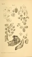 An illustration from The Stethoscope : a monthly journal of medicine and the collateral sciences (1854)