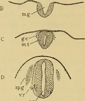 An illustration from Sthohr's histology : arranged upon an embroyological basis (1906)