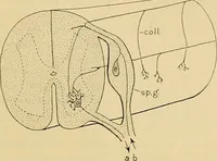 An illustration from Sthohr's histology : arranged upon an embroyological basis (1906)