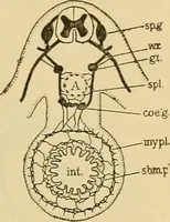 An illustration from Sthohr's histology : arranged upon an embroyological basis (1906)