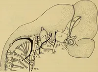 An illustration from Sthohr's histology : arranged upon an embroyological basis (1906)