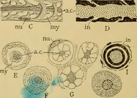 An illustration from Sthohr's histology : arranged upon an embroyological basis (1906)