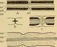 An illustration from Sthohr's histology : arranged upon an embroyological basis (1906)