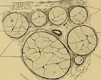 An illustration from Sthohr's histology : arranged upon an embroyological basis (1906)