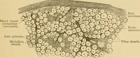 An illustration from Sthohr's histology : arranged upon an embroyological basis (1906)