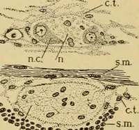 An illustration from Sthohr's histology : arranged upon an embroyological basis (1906)