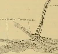 An illustration from Sthohr's histology : arranged upon an embroyological basis (1906)