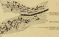 Picture 59 of 289 from Sthohr's histology : arranged upon an embroyological basis (1906), leaf 115