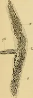 An illustration from Sthohr's histology : arranged upon an embroyological basis (1906)