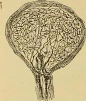 An illustration from Sthohr's histology : arranged upon an embroyological basis (1906)