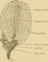 An illustration from Sthohr's histology : arranged upon an embroyological basis (1906)
