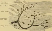 An illustration from Sthohr's histology : arranged upon an embroyological basis (1906)