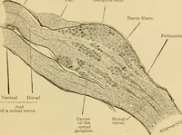 An illustration from Sthohr's histology : arranged upon an embroyological basis (1906)