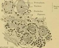 An illustration from Sthohr's histology : arranged upon an embroyological basis (1906)