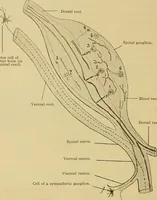 An illustration from Sthohr's histology : arranged upon an embroyological basis (1906)