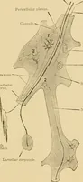 An illustration from Sthohr's histology : arranged upon an embroyological basis (1906)