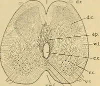 An illustration from Sthohr's histology : arranged upon an embroyological basis (1906)