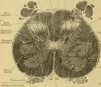 An illustration from Sthohr's histology : arranged upon an embroyological basis (1906)