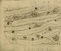 An illustration from Sthohr's histology : arranged upon an embroyological basis (1906)