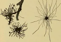 An illustration from Sthohr's histology : arranged upon an embroyological basis (1906)
