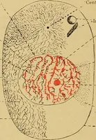 An illustration from Sthohr's histology : arranged upon an embroyological basis (1906)