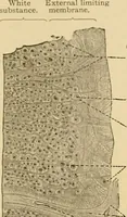 An illustration from Sthohr's histology : arranged upon an embroyological basis (1906)