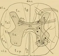 An illustration from Sthohr's histology : arranged upon an embroyological basis (1906)