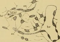 An illustration from Sthohr's histology : arranged upon an embroyological basis (1906)