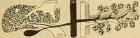 An illustration from Sthohr's histology : arranged upon an embroyological basis (1906)