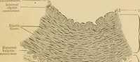 An illustration from Sthohr's histology : arranged upon an embroyological basis (1906)