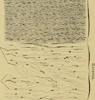 An illustration from Sthohr's histology : arranged upon an embroyological basis (1906)