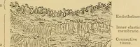 An illustration from Sthohr's histology : arranged upon an embroyological basis (1906)