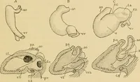 An illustration from Sthohr's histology : arranged upon an embroyological basis (1906)